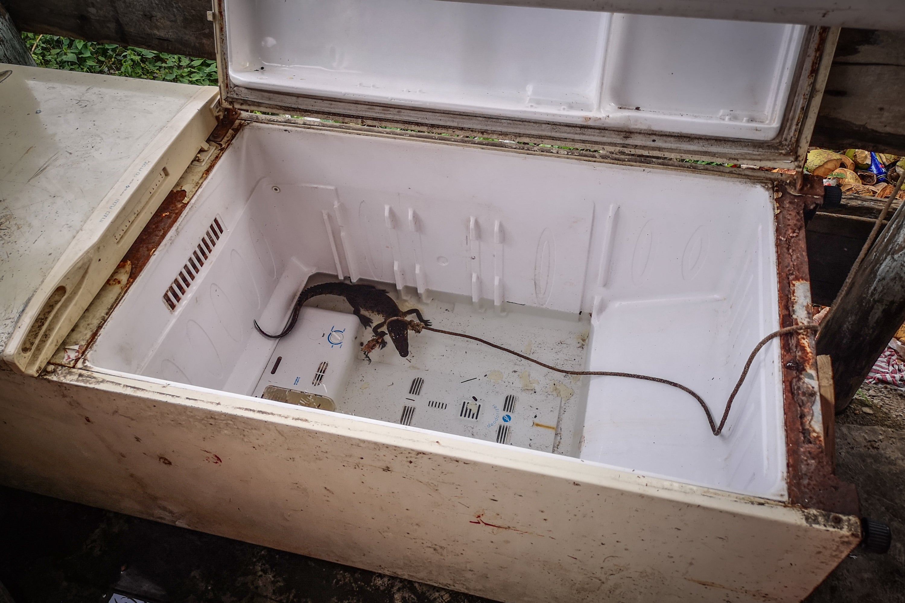 A young crocodile caught in the wild is kept tethered in an old refrigerator at a roadside restaurant in Mexico
