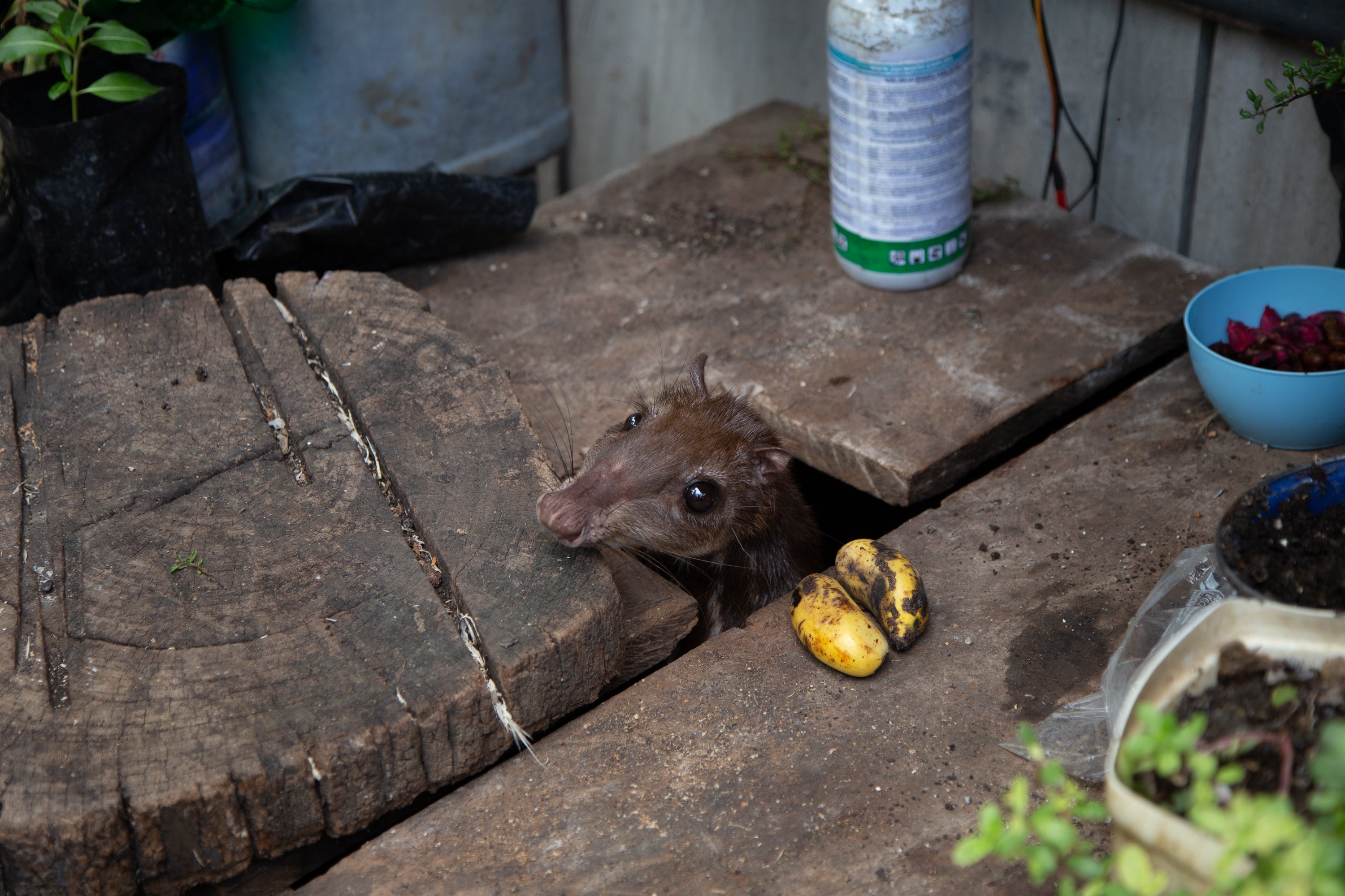 Tepezcuintles are wild rodents that are both kept as pets and hunted for their meat in Mexico