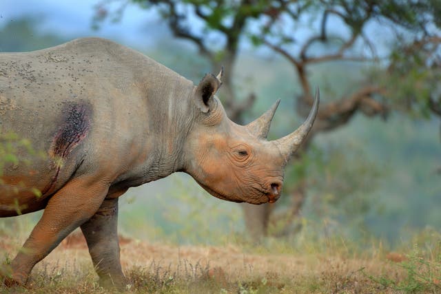 A black rhino in Hluhluwe-iMfolozi Park, South Africa. Conservation efforts in Africa and Asia were most severely affected, according to a group of surveys on the impacts of the pandemic