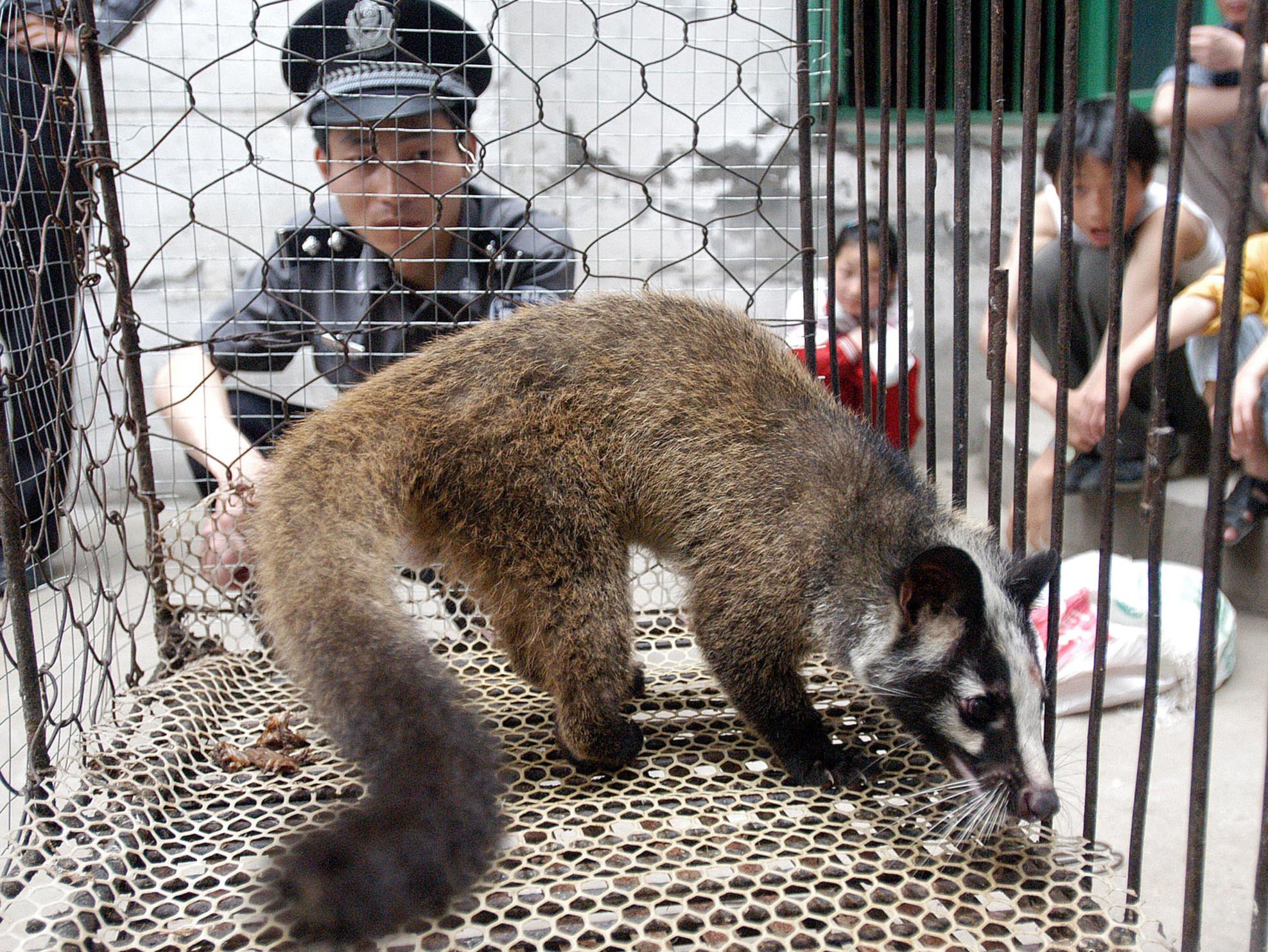The experts believe the virus probably crossed from wildlife into farmed or domesticated animals in the Wuhan market, and from there to people