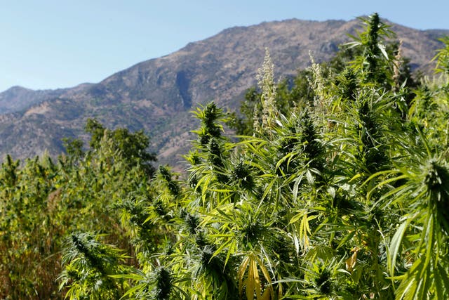 <p>Marijuana plants grow in Morocco </p>