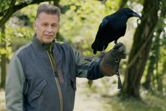 Chris Packham with Bran the raven - a species of bird with better problem solving skills than a five-year-old human child