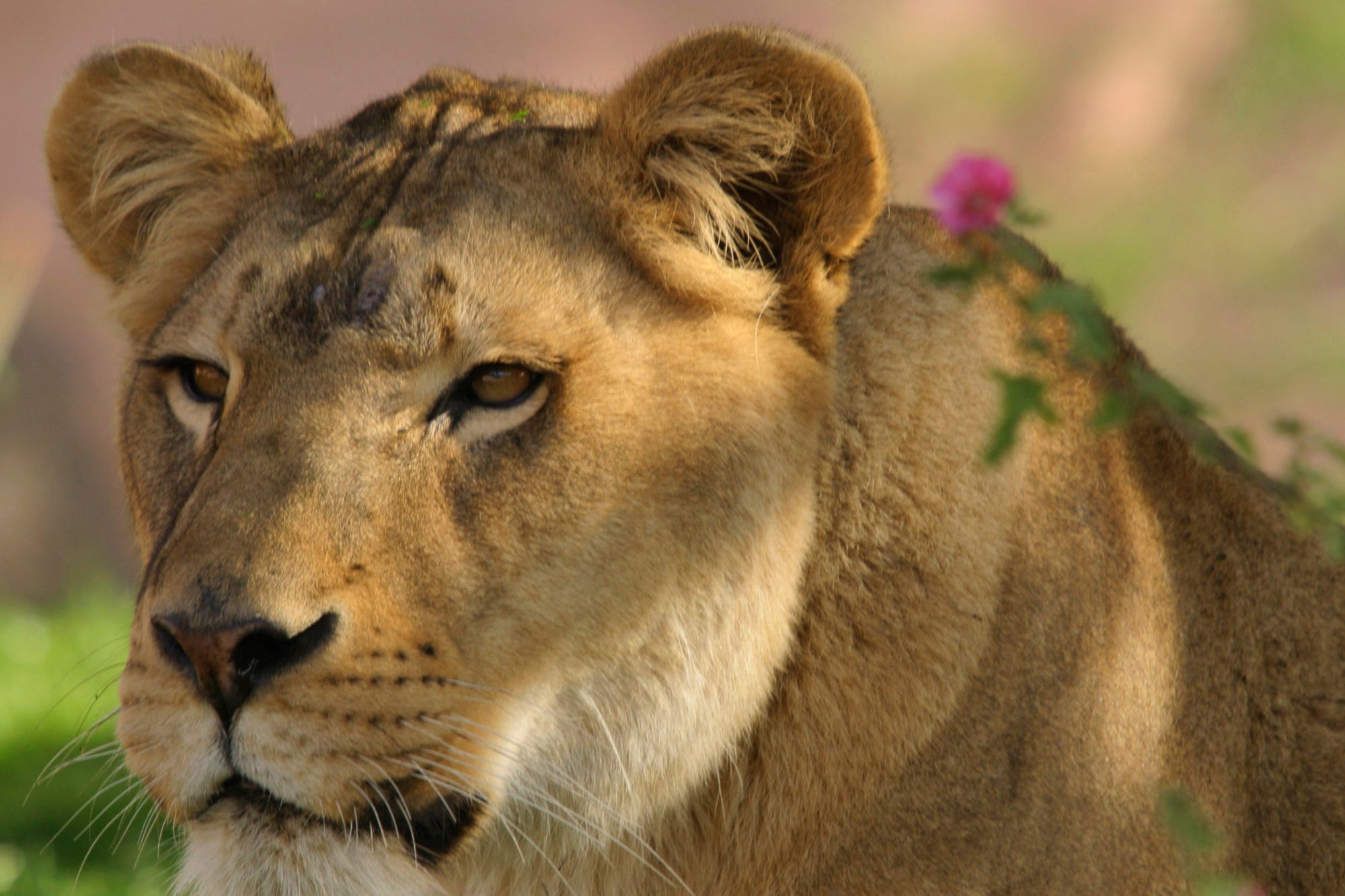 Phoenix Zoo Old Lion Euthanized