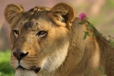 Phoenix Zoo euthanizes 22-year-old lion due to spine issues