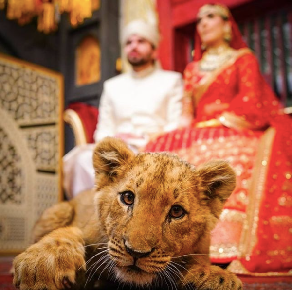 A sedated lion cub was used as a prop during a wedding photoshoot in Lahore, Pakistan