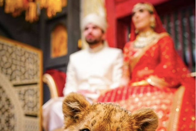 <p>A sedated lion cub was used as a prop during a wedding photoshoot in Lahore, Pakistan</p>