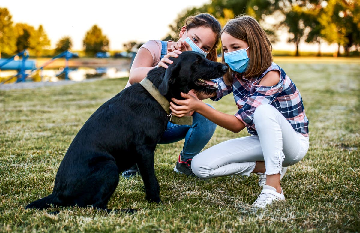 More than three million UK households bought a pandemic pet