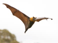 Huge cluster of 25,000 megabats causes power cuts in Australia