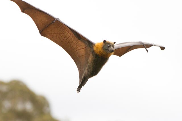 Grey-headed flying foxes, part of the megabat family, can have wingspans reaching up to 1.5 metres in length