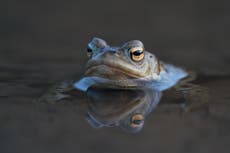 Government considering compulsory nature studies lessons for all pupils after David Attenborough backs plan