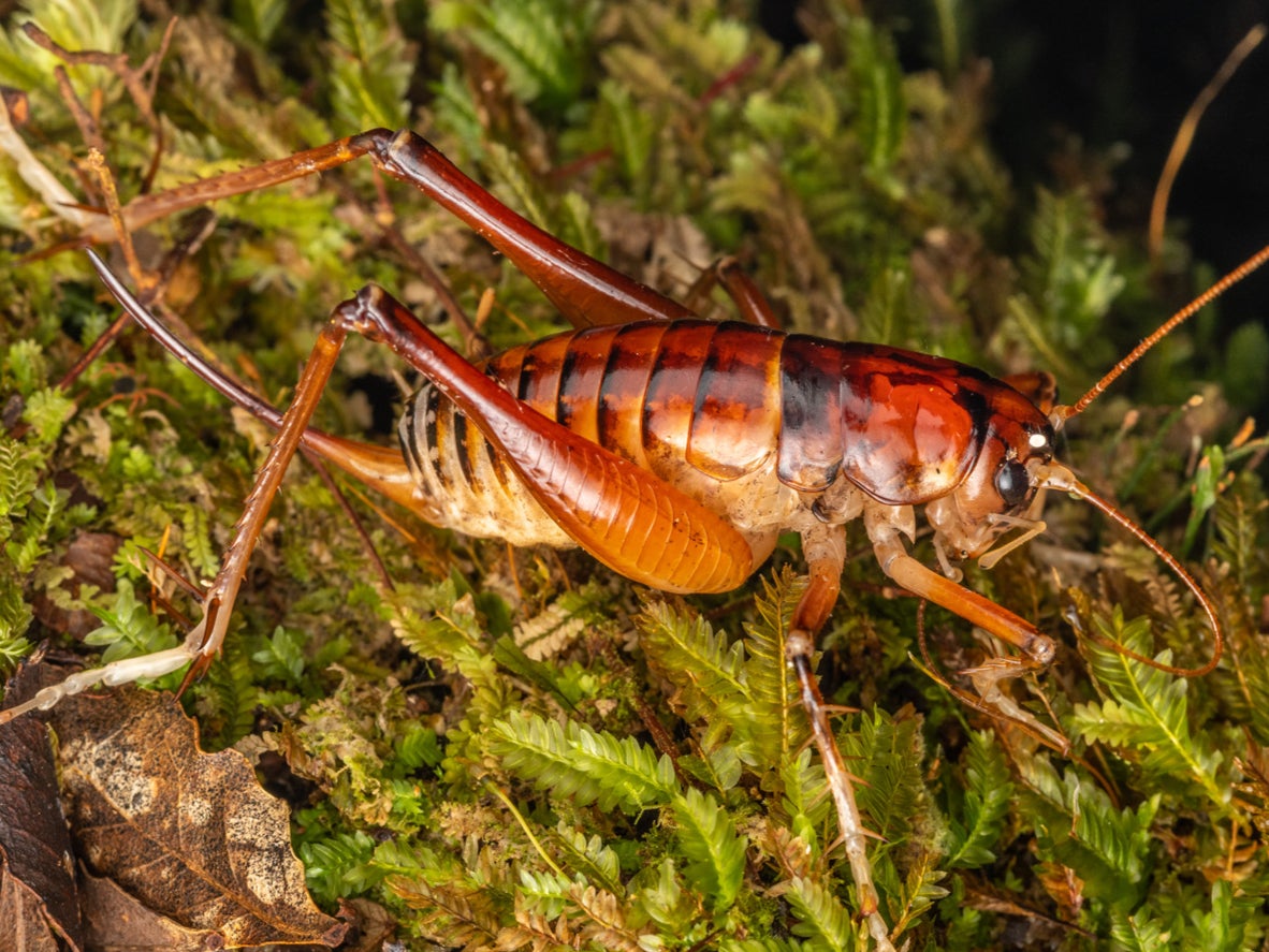 Hemiandrus jacinda is already known for its orangey-red colour and long limbs