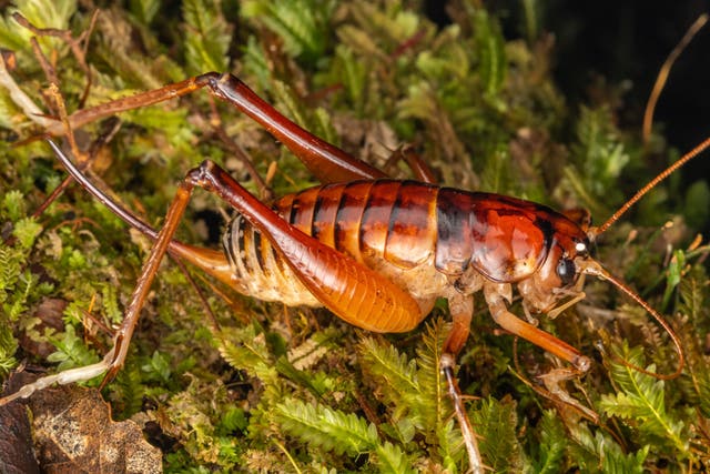 Hemiandrus jacinda is already known for its orangey-red colour and long limbs