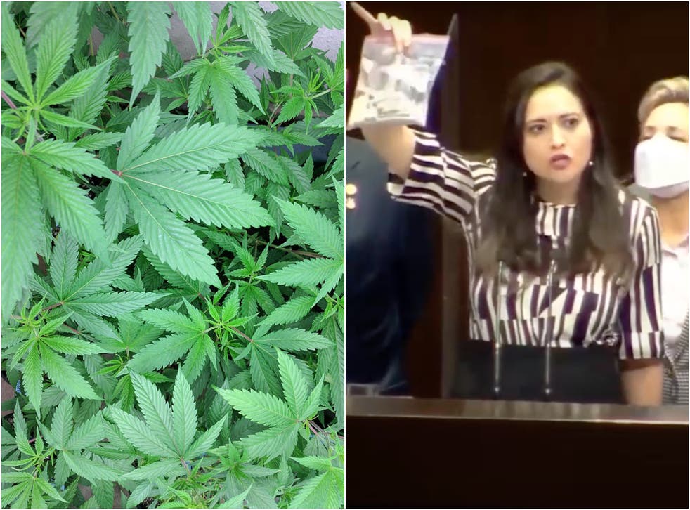 La diputada del PRI diputada de Cynthia López Casto muestra una bolsa llena de “churros” hechos de orégano.