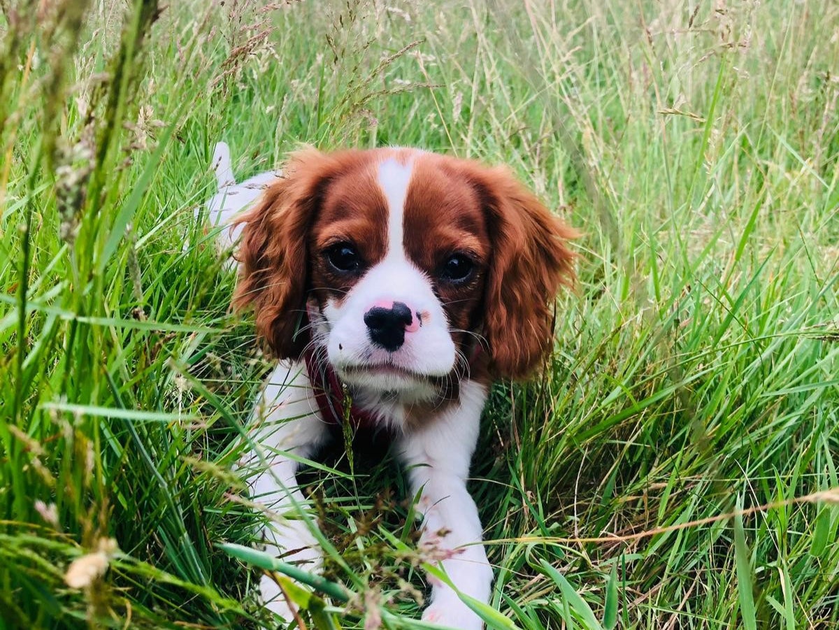 Police have warned of the rise in dog theft by organised criminals as the demand for puppies continues to rise due to their increase in cost.