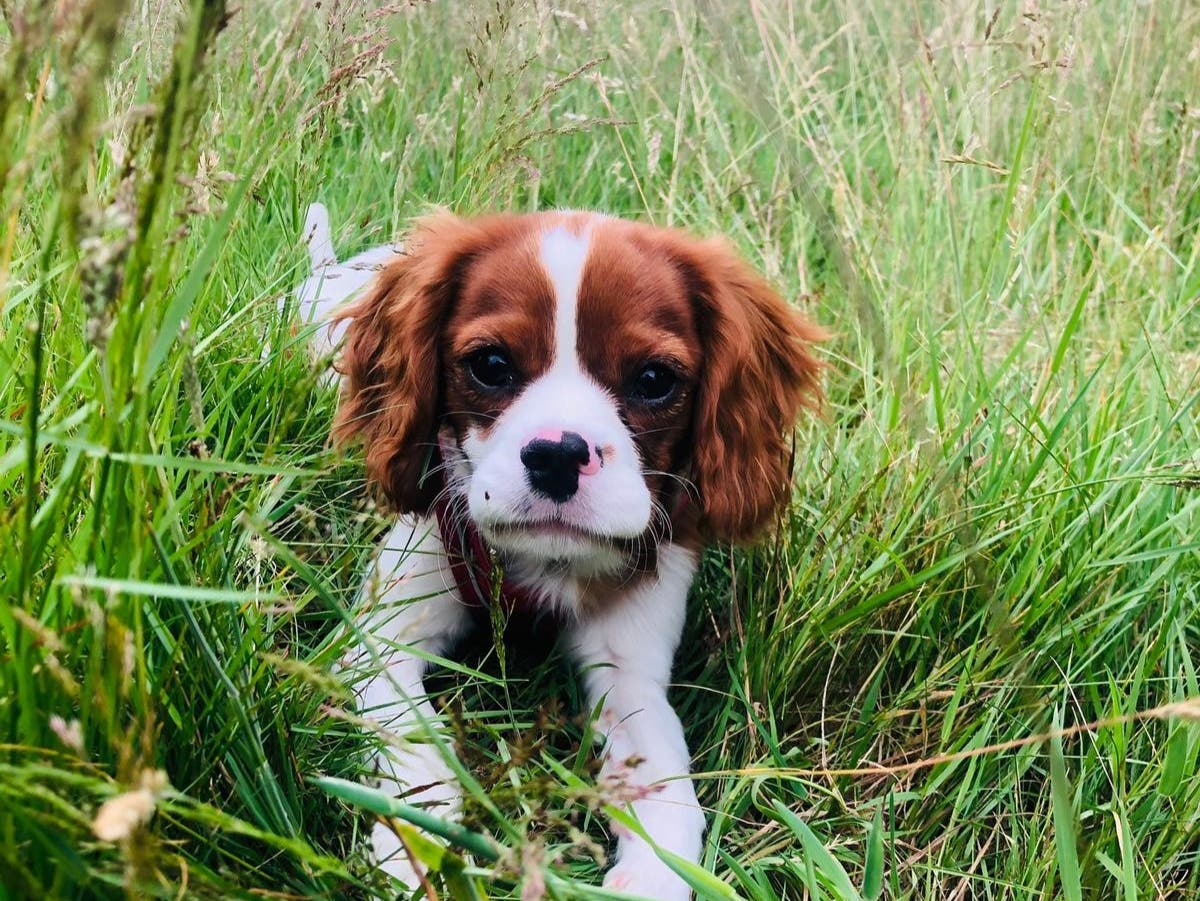 Dog theft police lead appointed by force due to increase in crime during lockdown