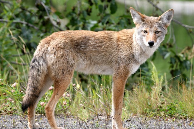 <p>A coyote in San Francisco that caused eight months of terror has been captured and euthanised, officials confirmed</p>