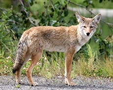 Canadian coyote attacks could be result of animals consuming drugs, says expert
