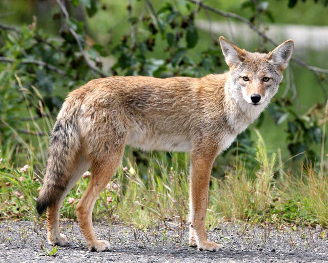 <p>A coyote in San Francisco </p>