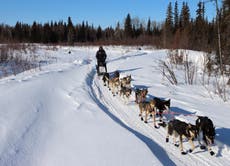 Dog illness prompts former Iditarod champion to scratch