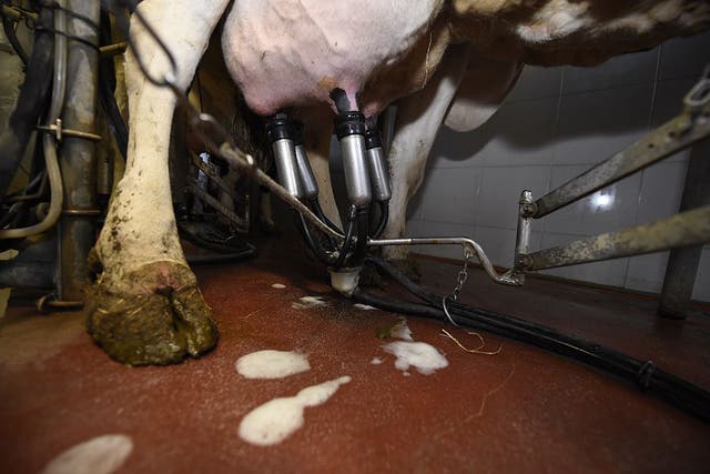 <p>It’s a terrible life for a dairy cow – farmers feed her potions that make her create up to 10 times her natural capacity of milk</p>