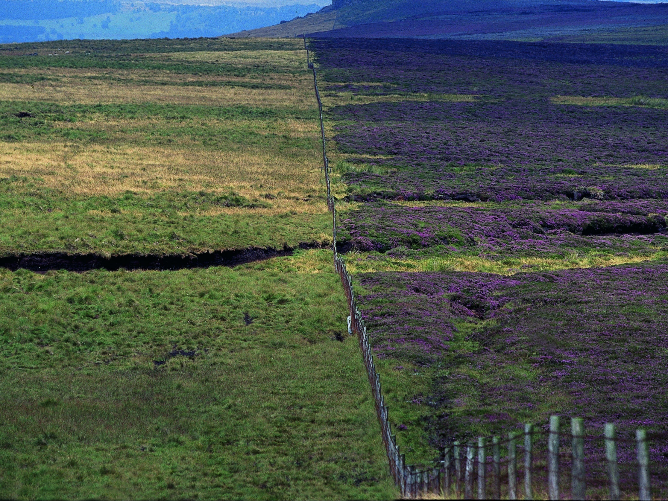 Grouse moors have been criticised for controlled burning of heather on peatland, seen on right of fence, which managers say is necessary to reduce wildfire risks