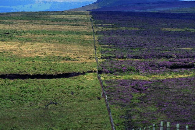 Grouse moors have been criticised for controlled burning of heather on peatland, seen on right of fence, which managers say is necessary to reduce wildfire risks