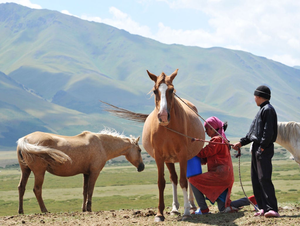 A Kyrgyz woman milks a mare on the Suu-Samyr plateau – but will horse’s milk catch on in the UK?