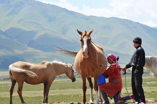 <p>A Kyrgyz woman milks a mare on the Suu-Samyr plateau – but will horse’s milk catch on in the UK?</p>