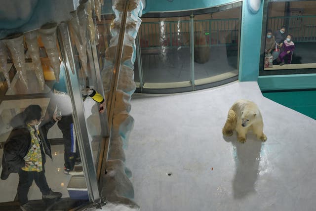 <p>People look at a polar bear inside an enclosure at a newly-opened hotel, which allows guests views of the animals - listed as a vulnerable species by the International Union for Conservation of Nature (IUCN)</p>