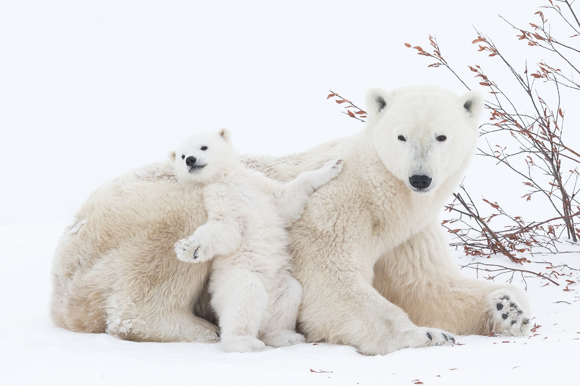 Polar bear mother and infant, Wapusk National Park, Manitoba, Canada