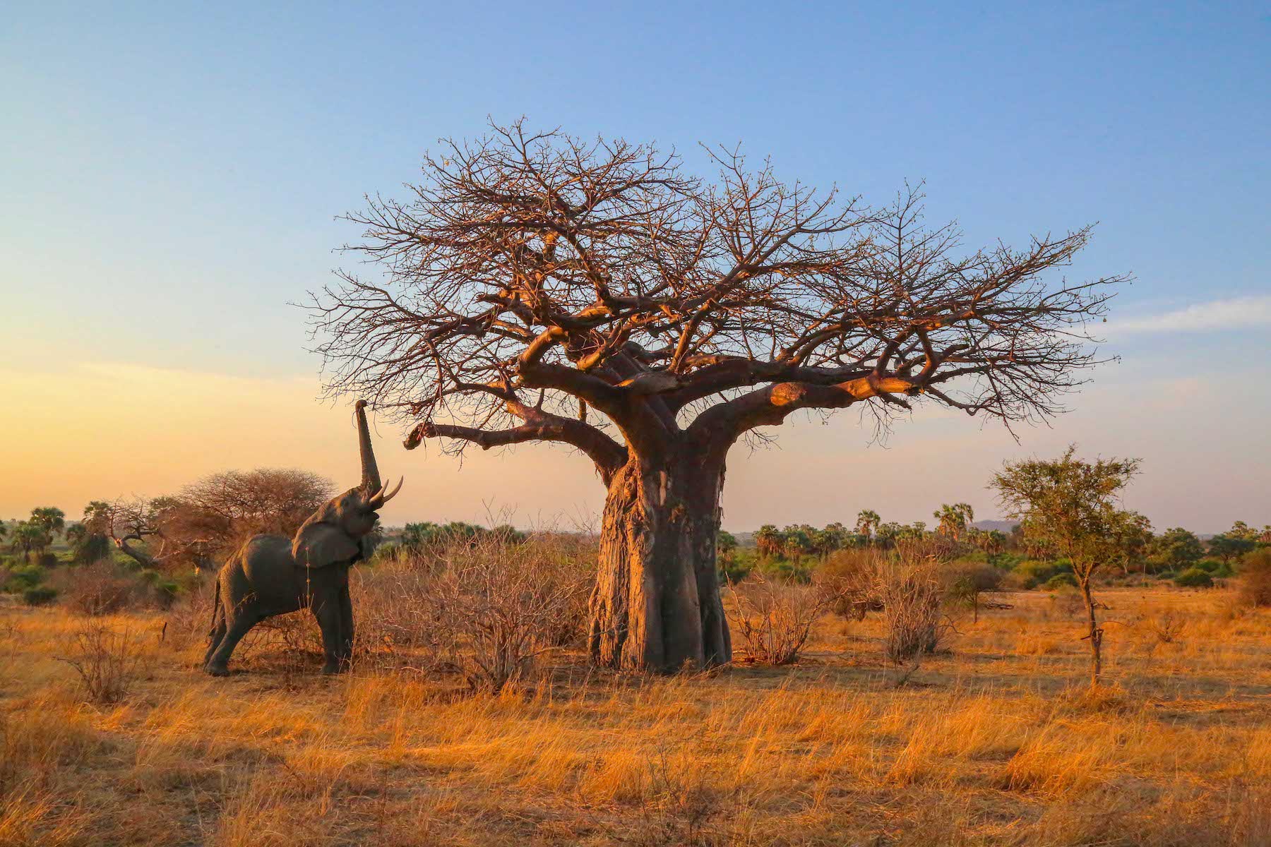 Elephant reaching for high branches, Ruaha National Park, Tanzania