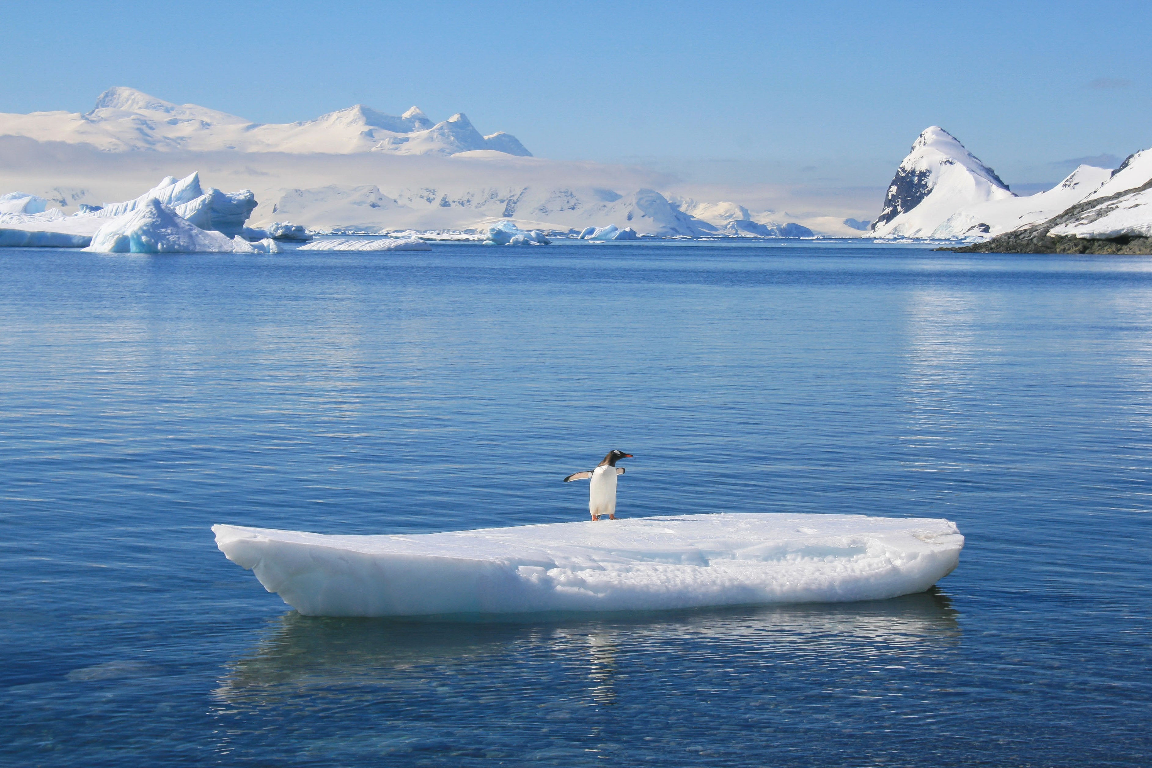 Gentoo Penguin on surfboard-esque ice, Antarctica
