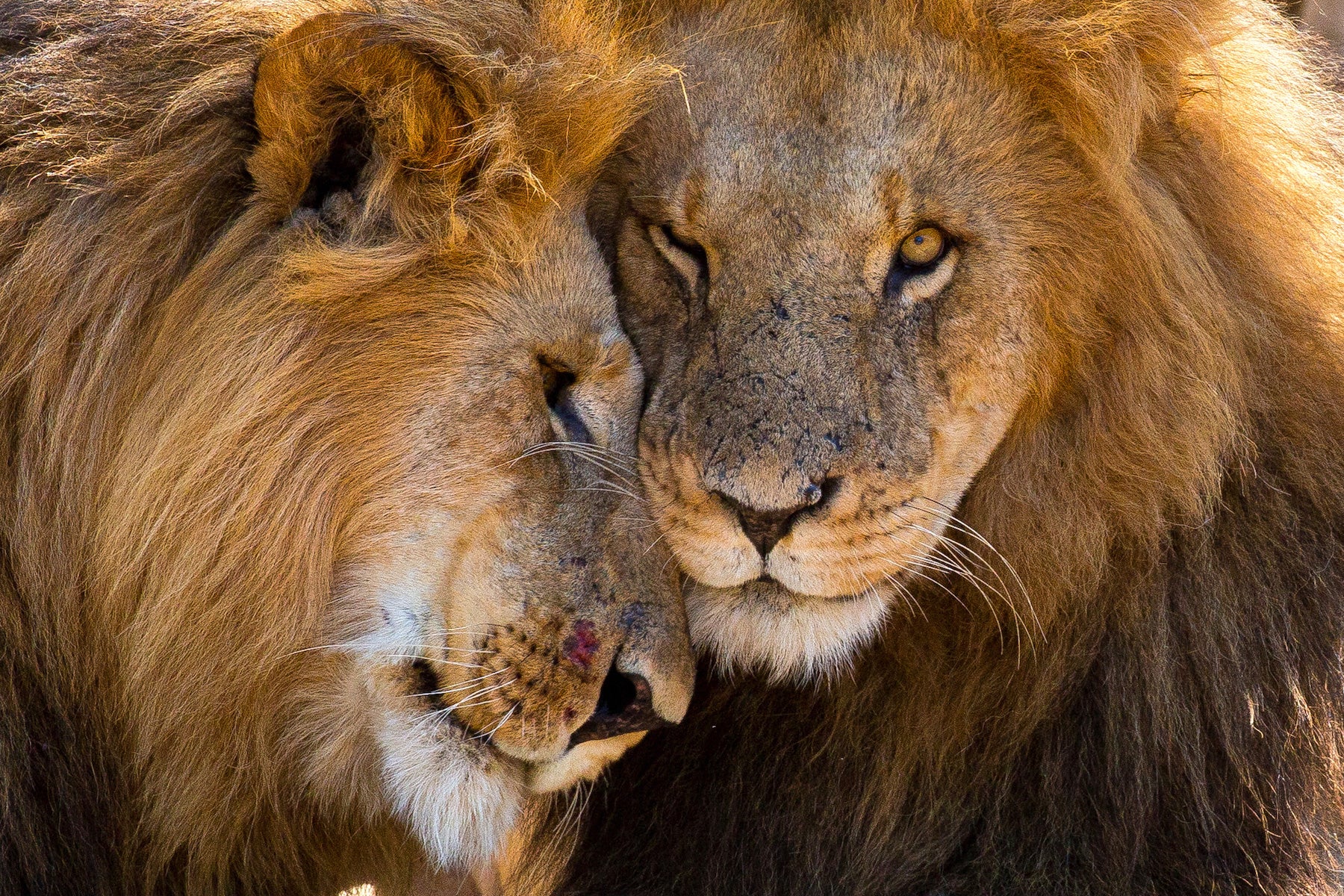 Lion Brothers, Naboisho Mara Conservancy, Kenya