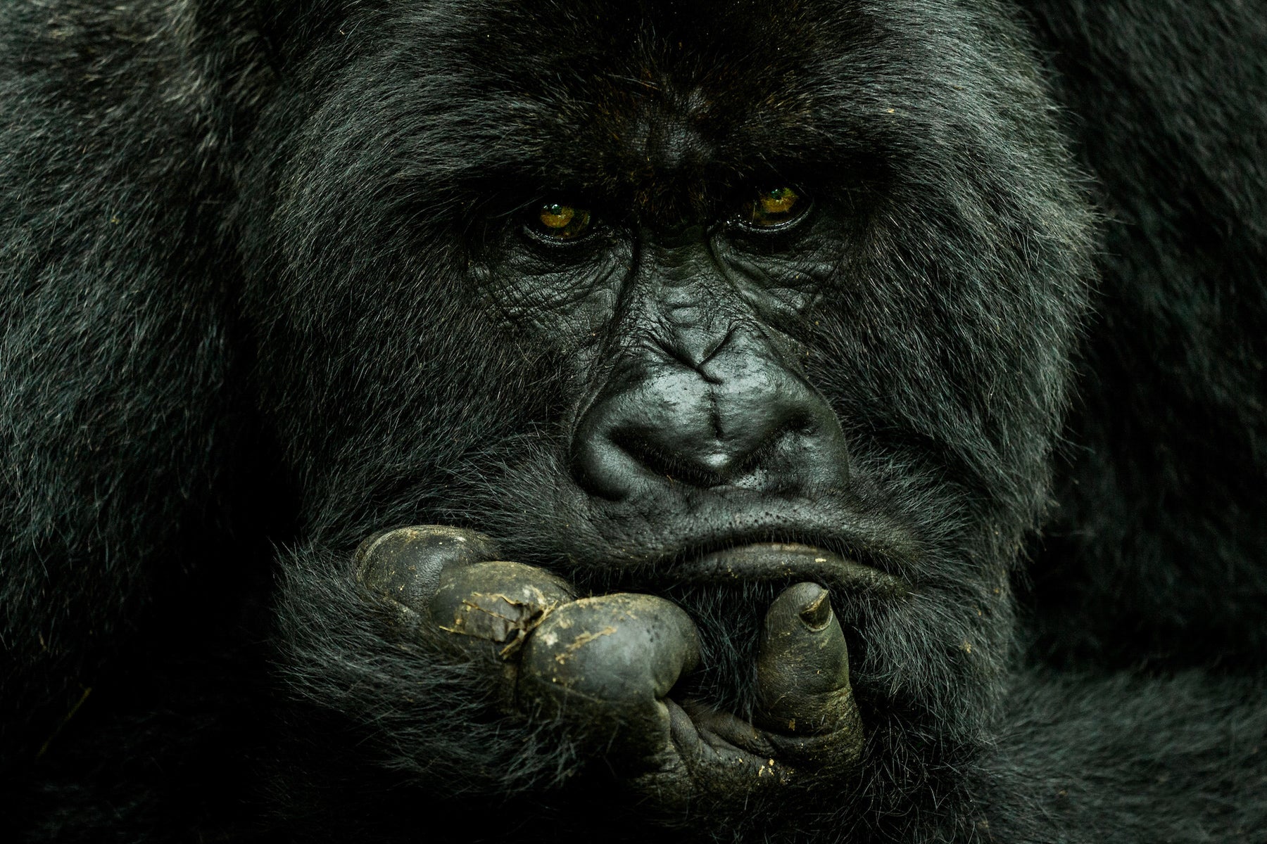 Silverback, Mountain Gorilla, in Virunga National Park in the Democratic Republic of Congo