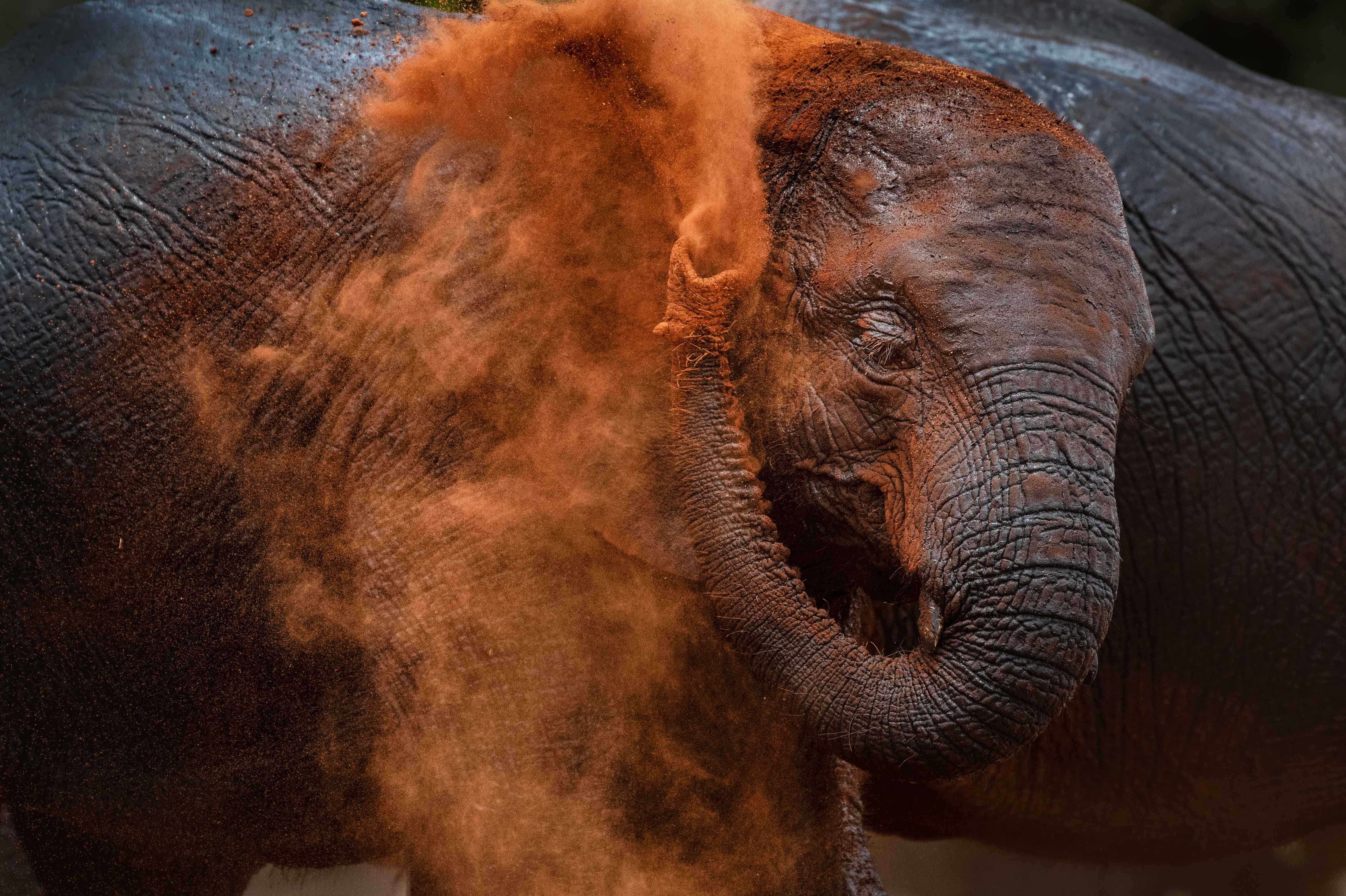 Elephant’s dust bath in west Tsavo, Kenya