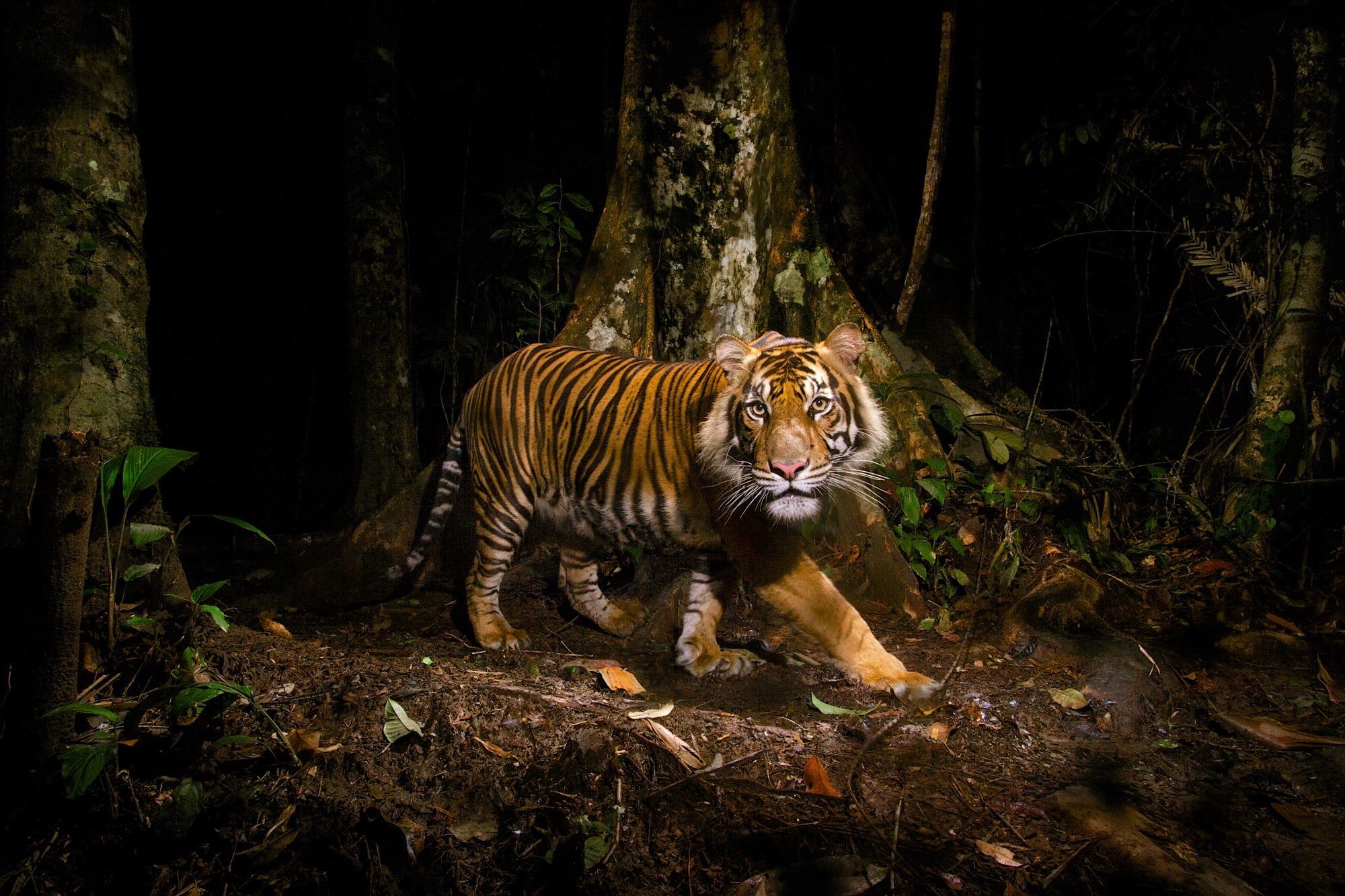 A tiger peers at a camera trap it triggered while hunting in the early morning in the forests of northern Sumatra, Indonesia.