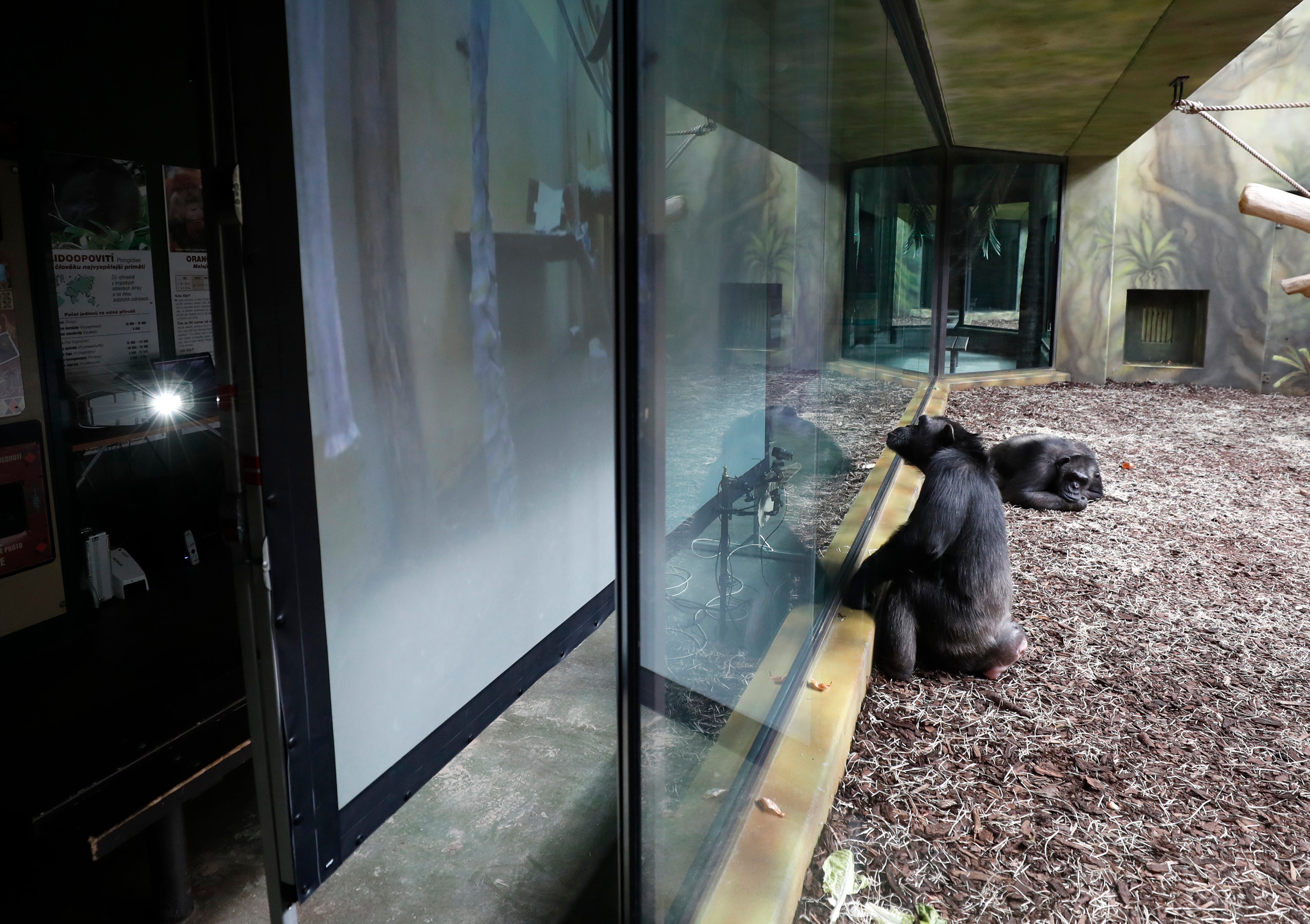 Virus Outbreak Czech Republic Chimpanzees