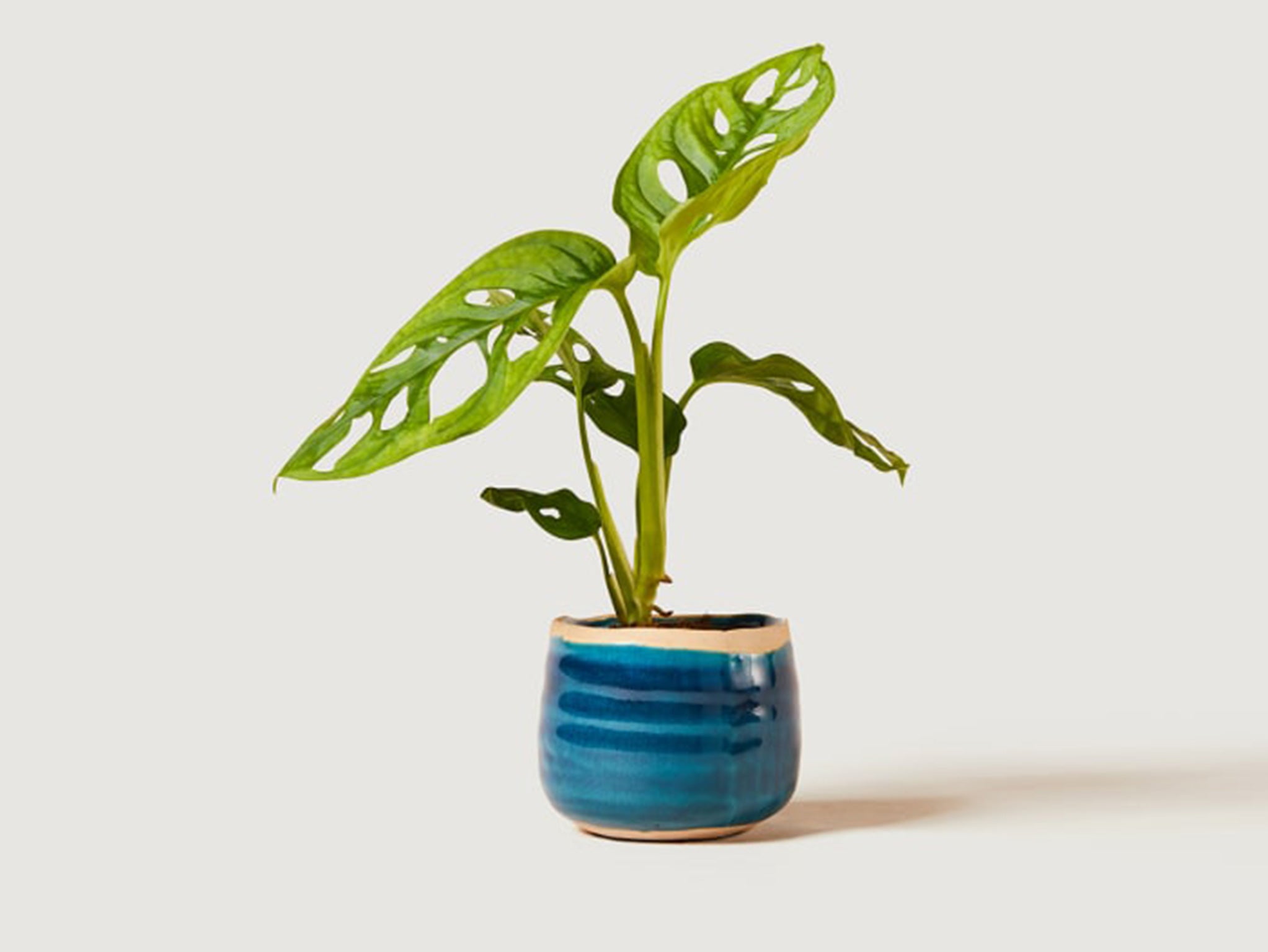 Patch Wallace pot plant