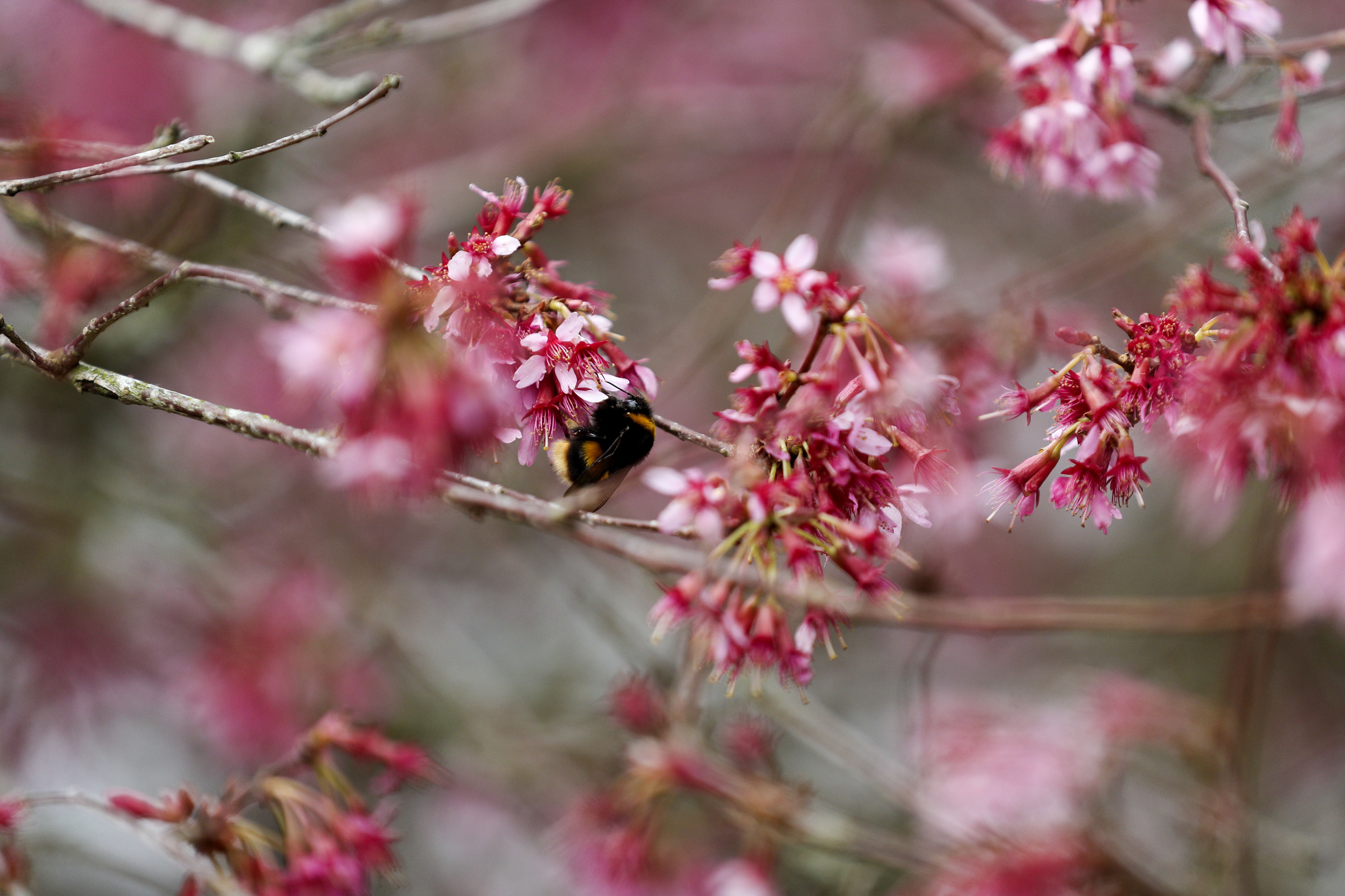 Flowering Cherry Trees: Grow an Ornamental Cherry Blossom Tree