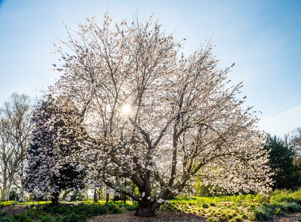 Celebrate Cherry Blossom Season By Planting A Cherry Tree Of Your Own The Independent Celebrate Cherry Blossom Season By Planting A Cherry Tree Of Your Own The Independent