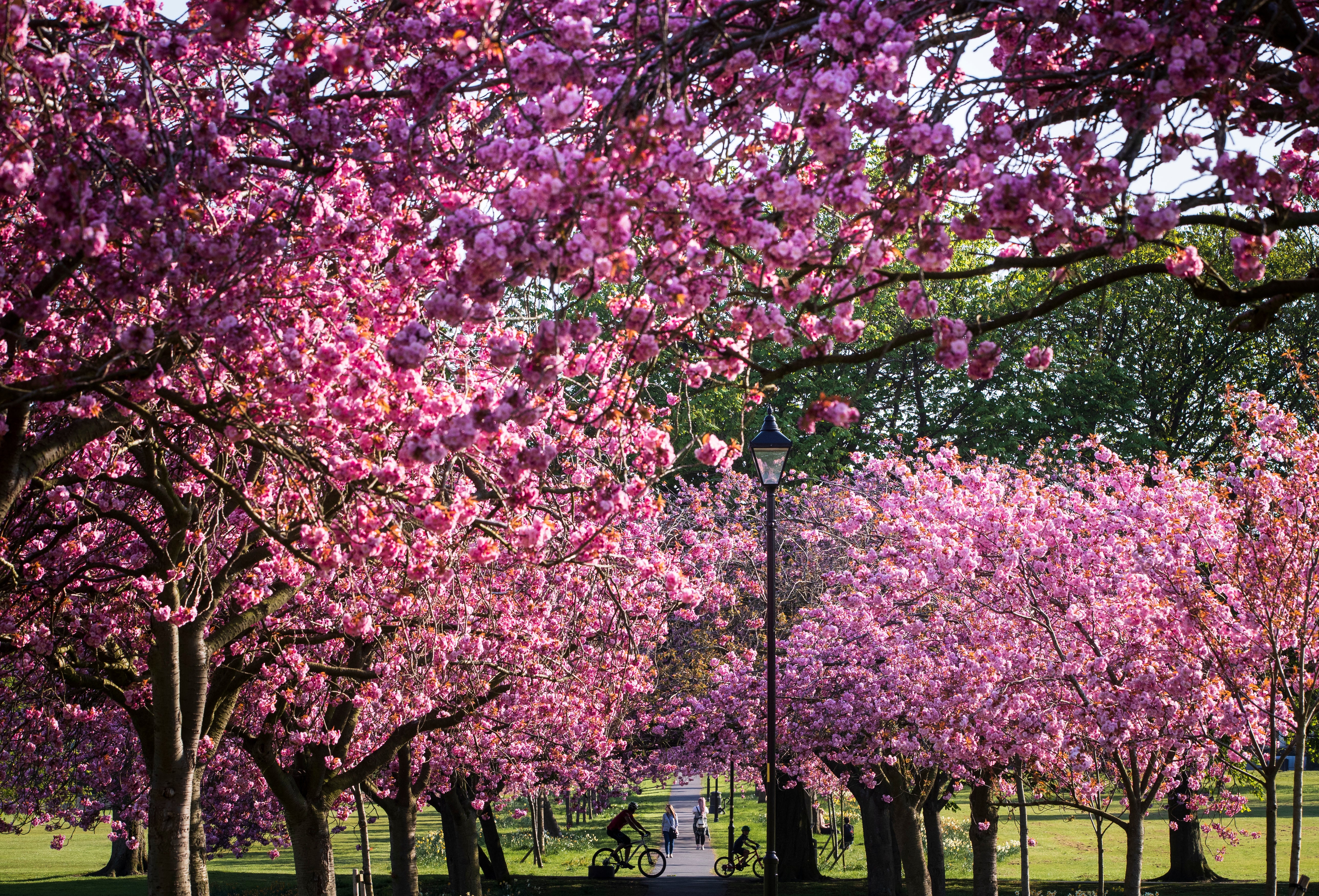 Celebrate blossom season by planting cherry tree of your own The Independent