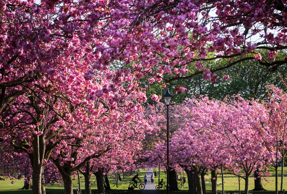 Celebrate cherry blossom season by planting a cherry tree of your own ...