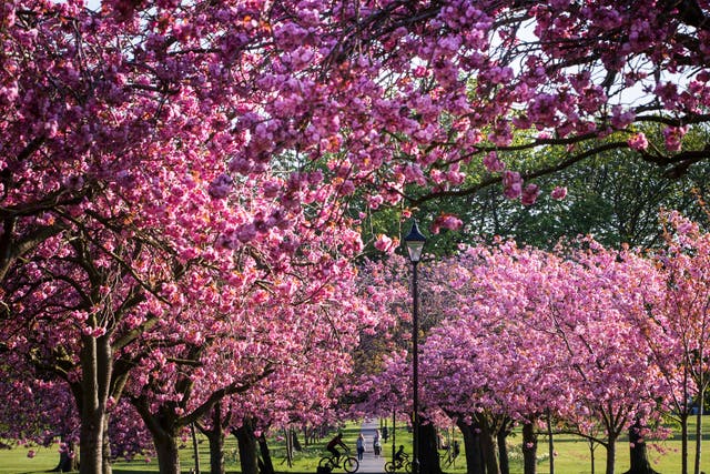 Celebrate cherry blossom season by planting a cherry tree of your own ...