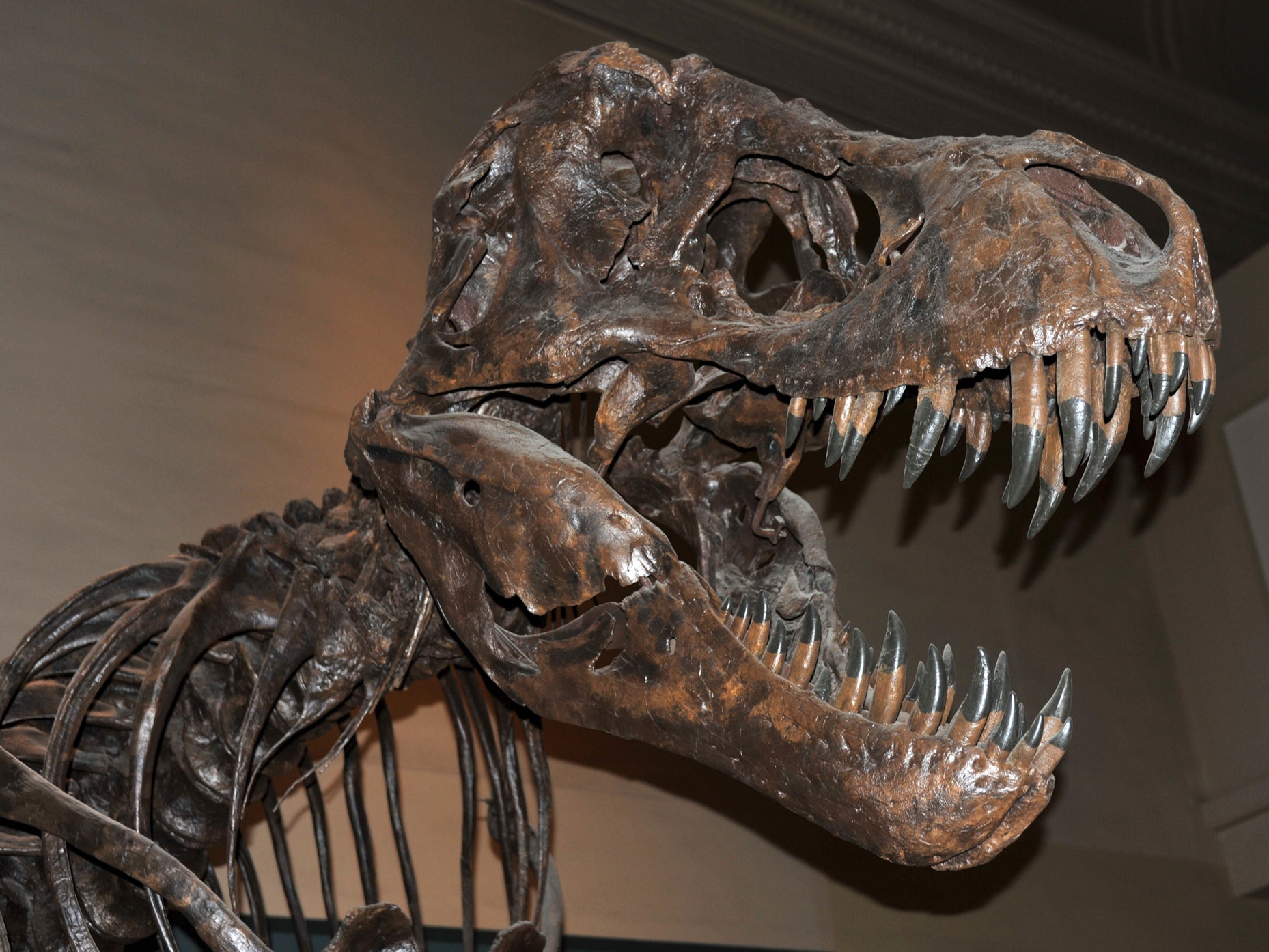 Show us your teeth: a fossilised T rex skeleton