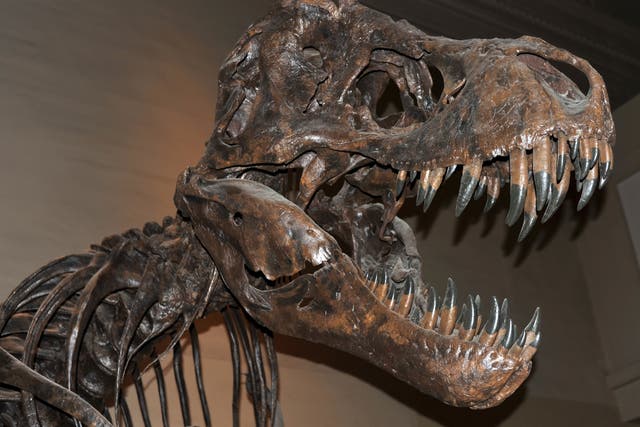 <p>Show us your teeth: a fossilised T rex skeleton</p>