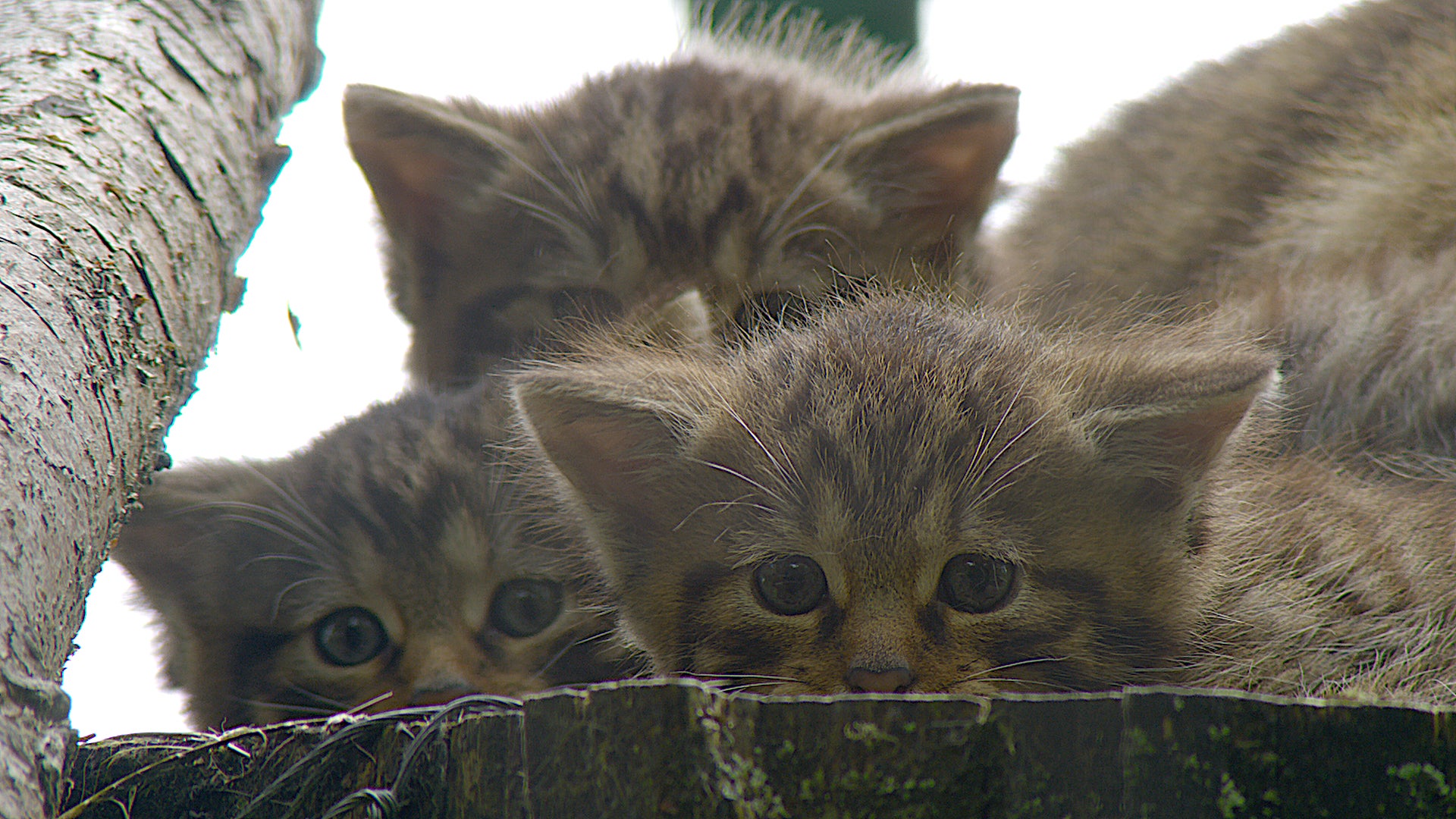 First wildcat arrives at breeding centre ahead of release into the