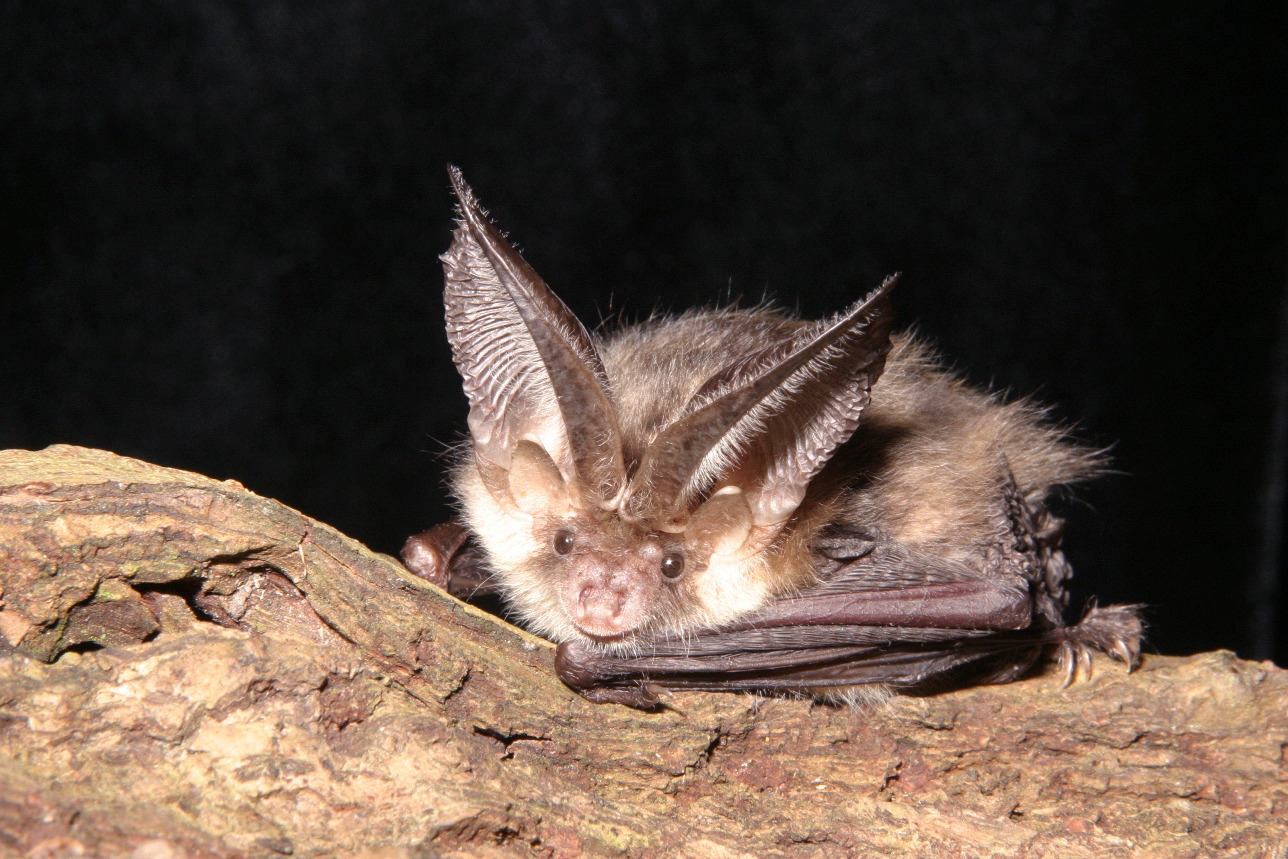 The brown long-eared bat is one of two species found to have declined in UK population numbers by more than 10 per cent over the past five years