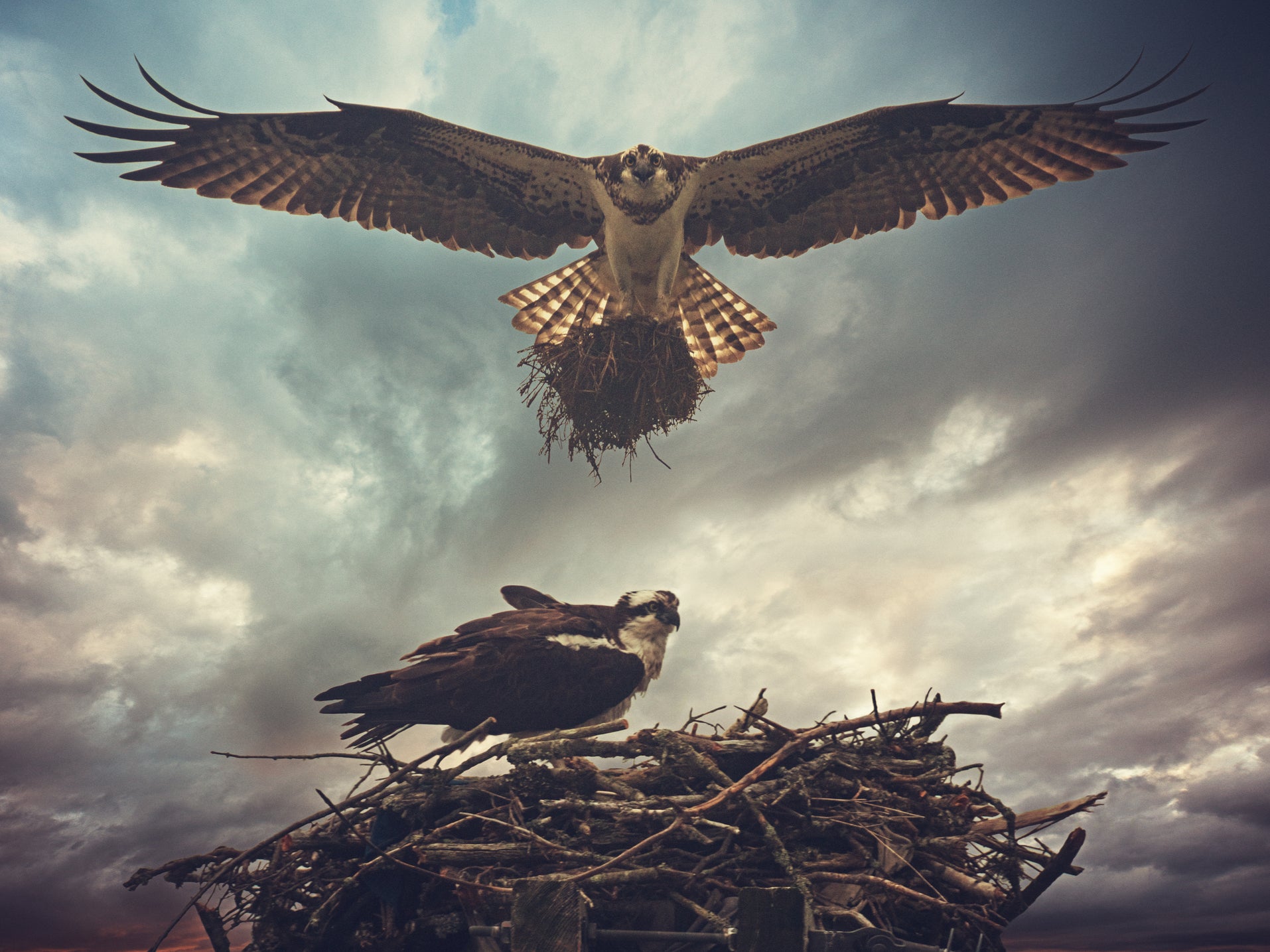Ospreys nest in the UK during summer months and usually return to the same nesting areas each year