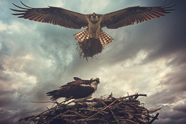 Ospreys nest in the UK during summer months and usually return to the same nesting areas each year
