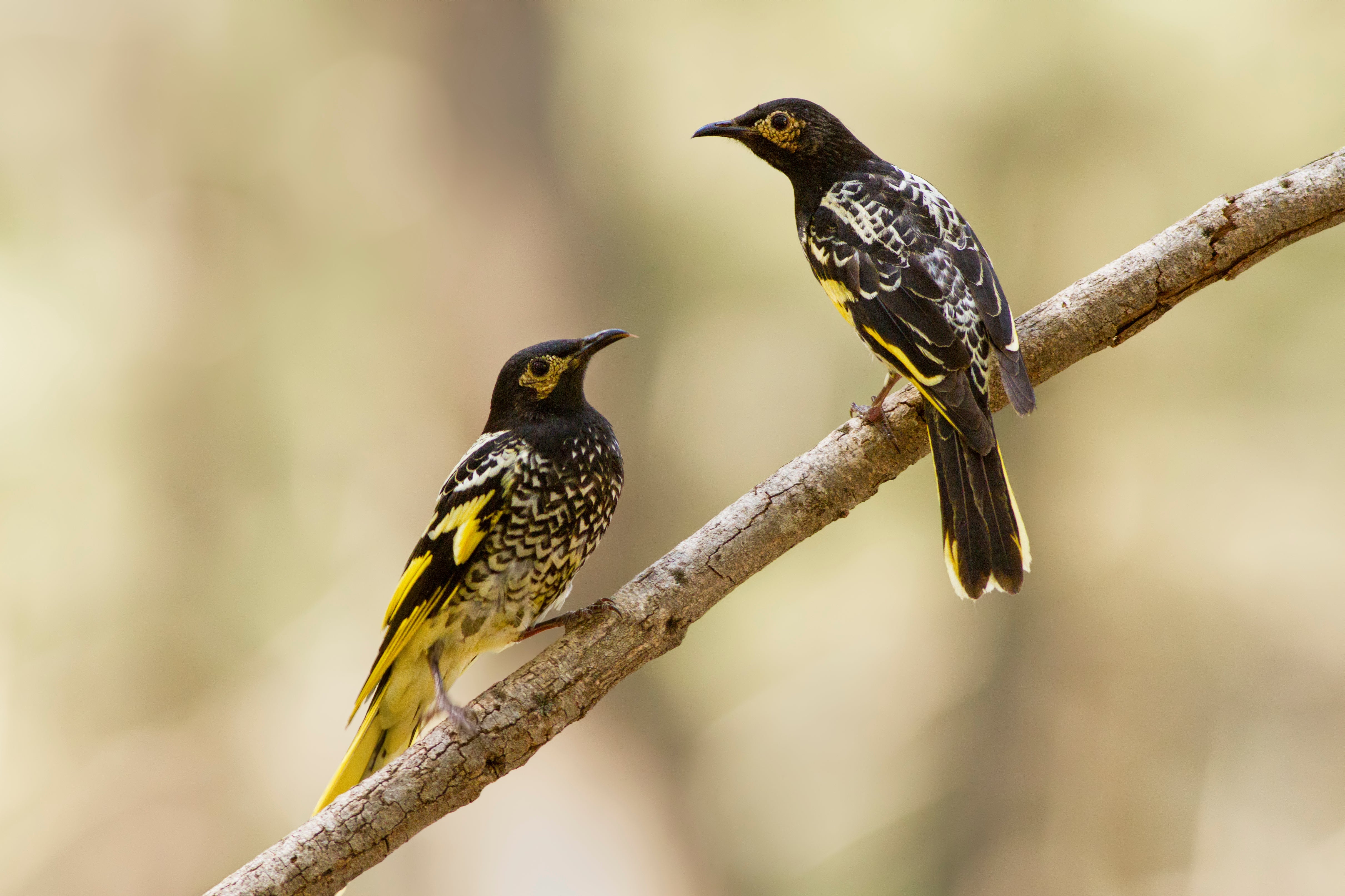 Male regent honeyeater birds in Capertee Valley in New South Wales. The distinctive black and yellow birds were once common across Australia